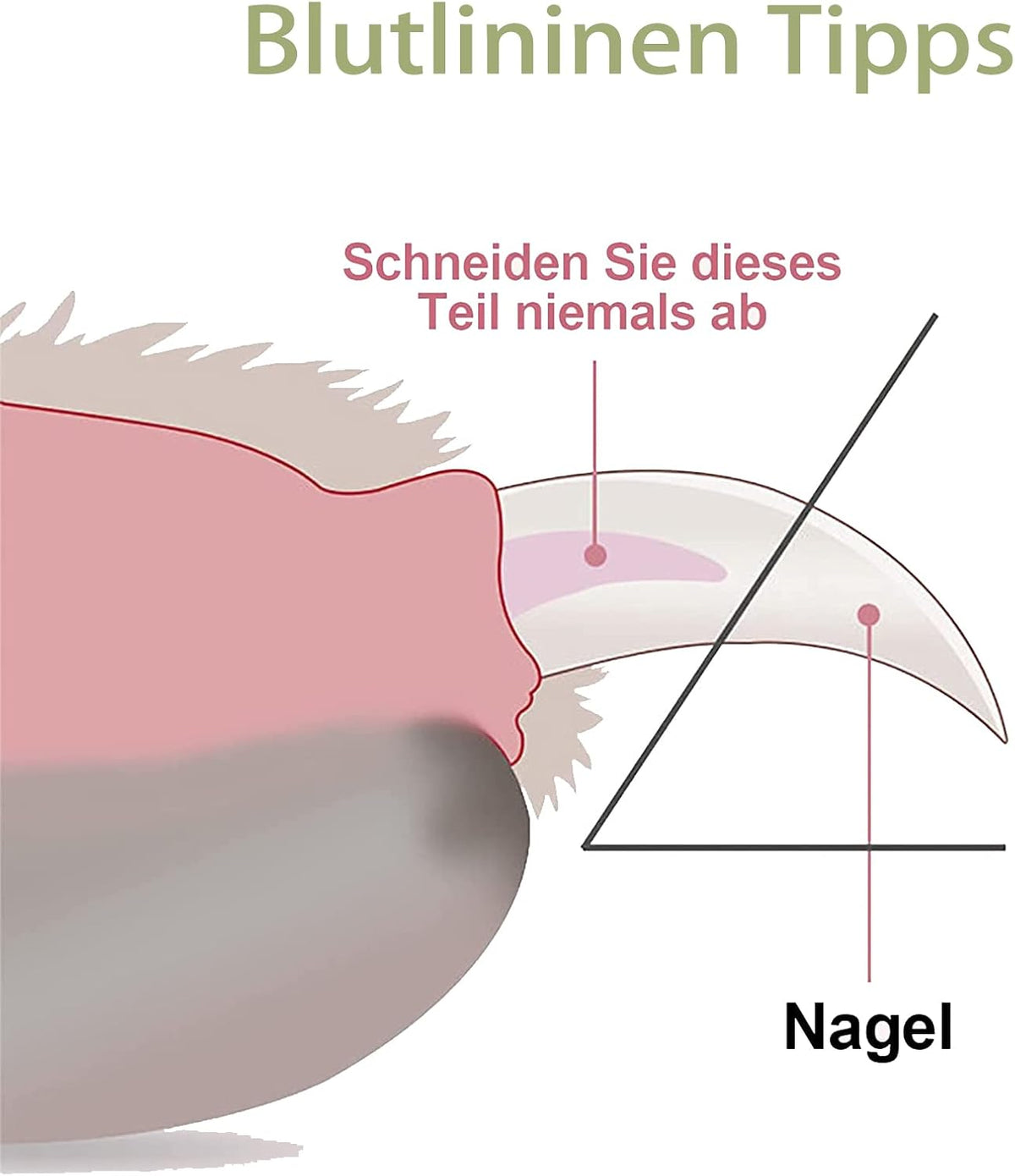 Krallenschere Für Katzen,Cat Nail Clippers,Pet Nail Clippers,Cat Claw Cutters,Welpen,Katzen Krallenschere,Haustiere,Krallenschere Sicherheits Krallenzange Ergonomische Fußnagelschere